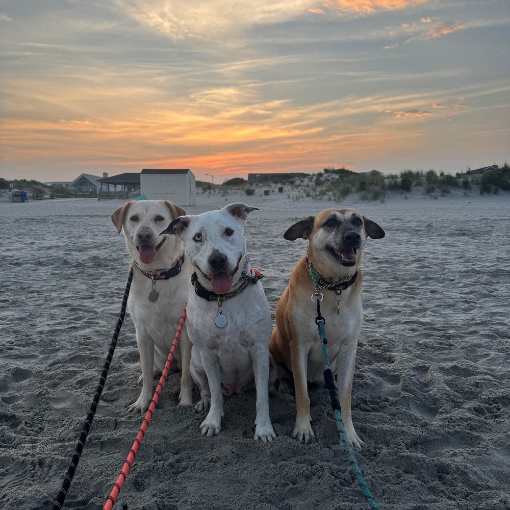 Meet your Posher, Susan